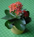 Florist’s Kalanchoe